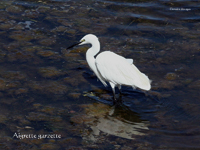 Aigrette garzette_1289.jpg